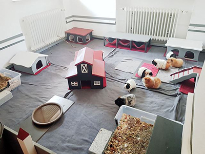 Fleecehaltung / Bambusfleecedecken und Pads für Meerschweinchen